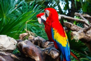 Pássaros falantes: espécies e suas características