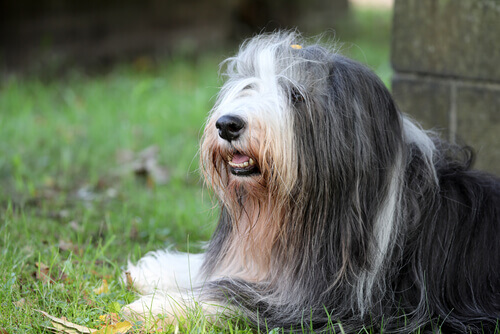 Bearded collie: conheÃ§a essa raÃ§a canina