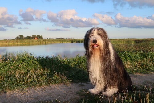 Saiba mais sobre o bearded collie