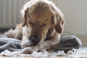 Bicheira em cães: causas, sintomas e tratamento