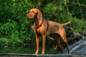 Vizsla ou Braco Húngaro, uma das raças caçadoras mais antigas da Europa