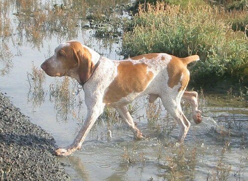 Braco italiano