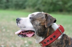 O Buldogue americano