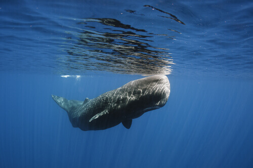 A baleia cachalote, rainha do abismo