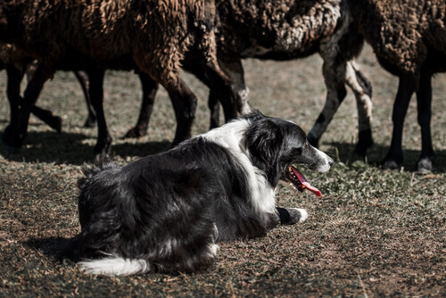 Border Collie: um cão pastor