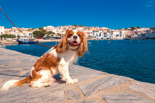 Diferenças entre cães da cidade e do campo Diferenças entre cães da cidade e do campo