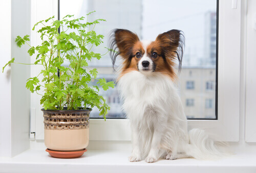 Cachorro ao lado de vaso de planta