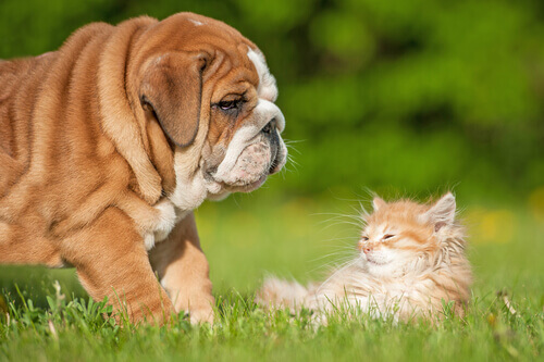 Amizade entre cães e gatos: como fazer acontecer Amizade entre cães e gatos: como fazer acontecer