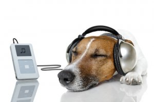 Deixe seu cão com o canal Relax My Dog