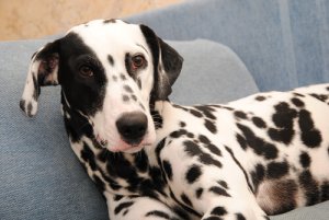 O câncer de pele em cães