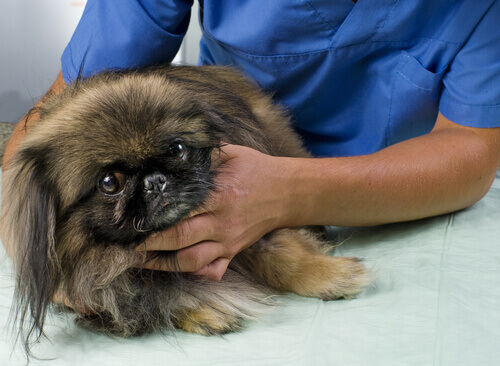Cachorro sendo examinado pelo veterinário
