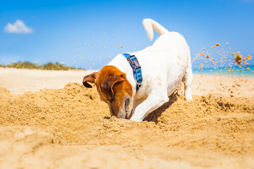 Cão cavando: um comportamento instintivo
