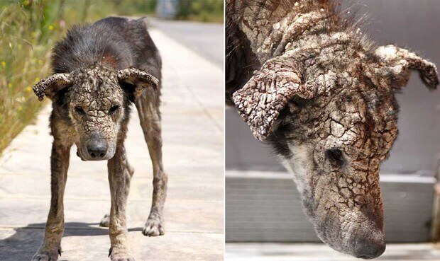 cão com sarna extrema