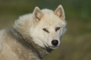 Cão da Groenlândia: conheça essa raça resistente