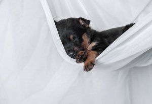 Sono dos cães: por que eles dormem tanto?