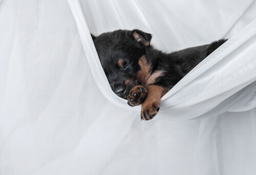 Sono dos cães: por que eles dormem tanto? Sono dos cães: por que eles dormem tanto?