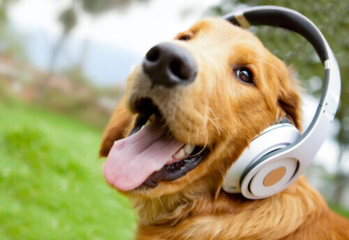 Cachorro com fones de ouvido