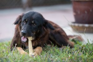 Ossos para cães: quais os tipos que você pode dar?