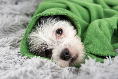 Cachorro deitado enrolado em uma manta verde