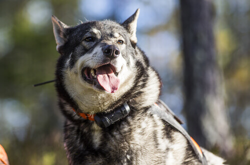 Cães da neve: conheça 10 raças