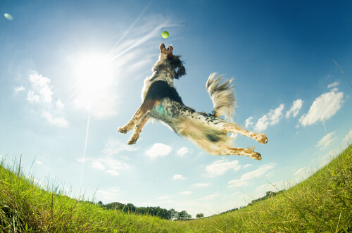 Cachorro pulando para pegar bola