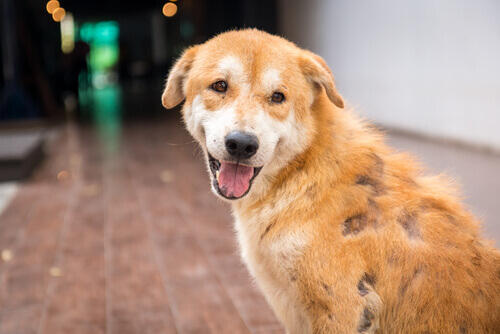 cão com sarna