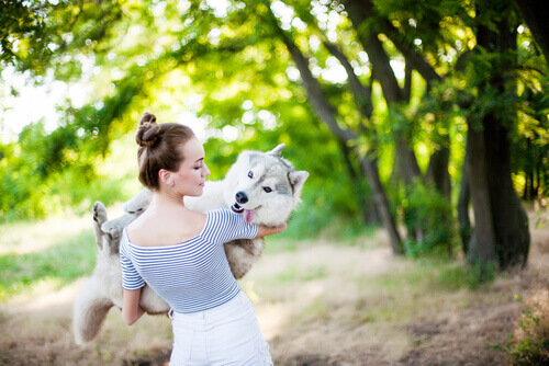 Husky siberiano no colo da dona