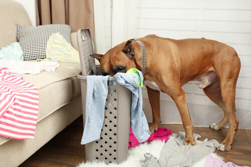 Cachorro fuçando cesto de roupas