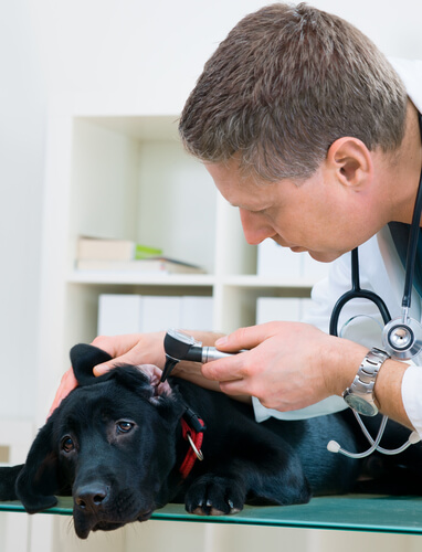 Veterinário examinando ouvido de um cão
