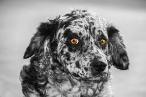 Carea leonés: conheça essa raça canina adorável