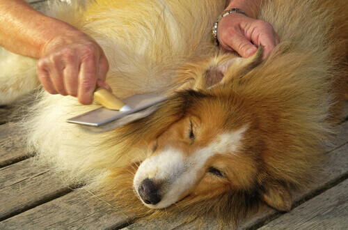 Dono escovando os pelos do cachorro
