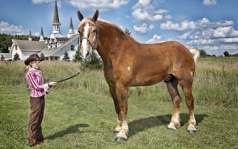 Conheça Melhor O Cavalo Belga De Tração Meus Animais