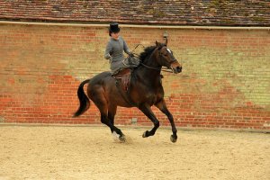 Como treinar cavalos para exibição