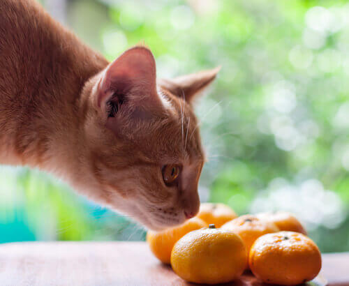 Gato cheirando fruta