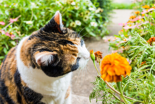 8 cheiros que atraem os gatos
