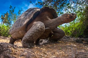 Conheça o ciclo de vida das tartarugas