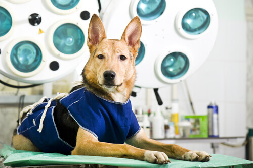 Cachorro na sala de cirurgia