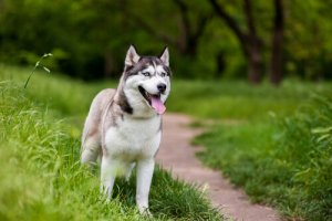 Como é a cirurgia de catarata em cães?