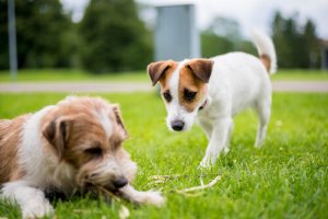 Como prevenir e tratar o ciúme nos bichos de estimação?
