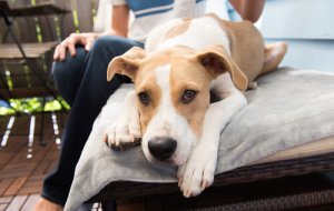 Coccidiose: é cada vez maior o número de casos