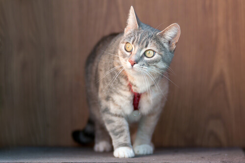 Coleira para gatos: uma boa ideia? Coleira para gatos: uma boa ideia?