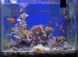 Como escolher o lugar ideal para um aquário