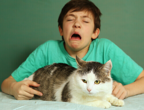 Menino espirrando com alergia a gatos