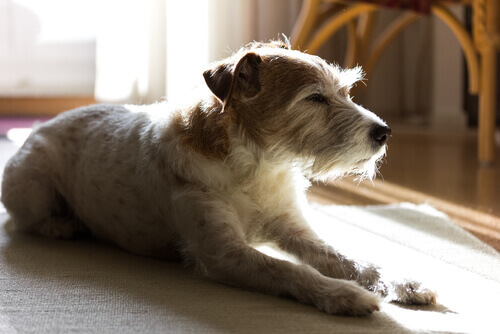 Cachorro deitado no tapete