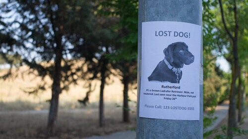 Cartaz sobre cachorro desaparecido