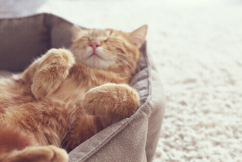 Gato laranja dormindo em sua cama