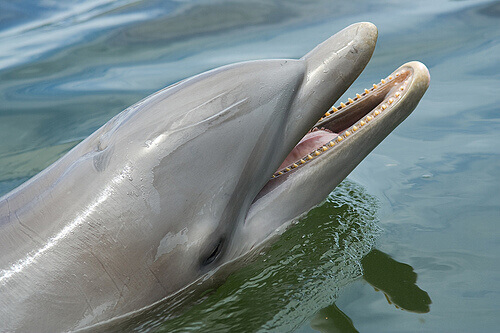 Treinamento de golfinhos: como é feito?