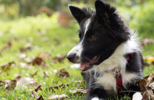 Comportamentos instintivos dos cães: conheça alguns