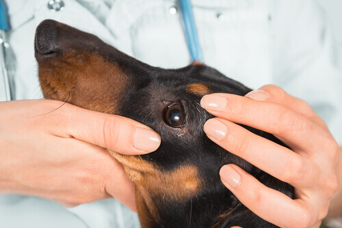 Veterinária examina olhos de cachorro