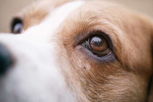 Olhos de um cachorro